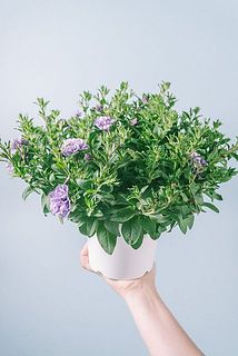 花付き、開花具合には個体差があります。