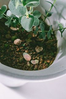 一部、落葉がある場合がございます。