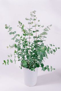 枝ぶり、葉付きには個体差がございます。