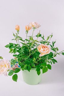 花付きや、開花具合には個体差があります。