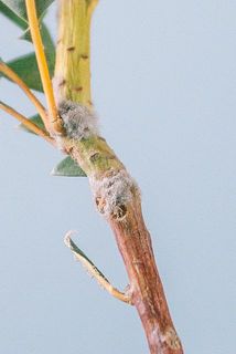 フサフサと毛がついていますが、ワイルドフラワーの特性で品質には問題ないのでご安心ください。