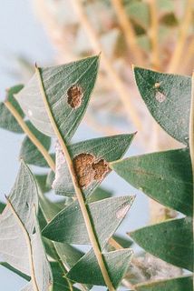 葉に傷などがある場合がございます。