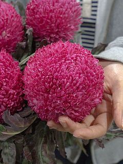 色味には個体差がございます。