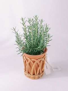 鉢カバーとしても使うこともできます。