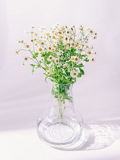 季節の草花をふんわりと活けるのもおすすめ。