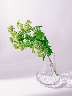 安定感があるので長さのある枝ものを飾ることができます。