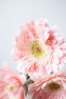 芯がうすい茶色のものもありますが品質に問題はありません。