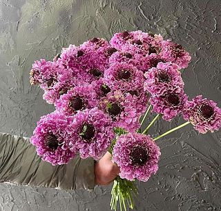 メイが一部入ります。