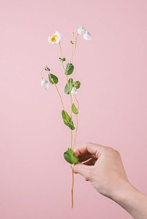 花付きには個体差がございます。