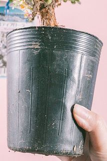 鉢が汚れていることがございます。気になる場合が拭き取ってください。