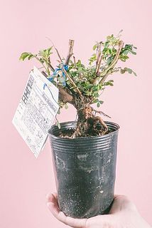 形や枝ぶりには個体差がございます。