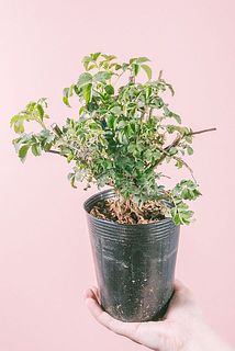 形や枝ぶりには個体差がございます。