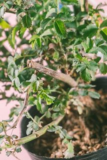 生産地で枝を剪定しているため、切りっぱなしの枝があ場合がございます