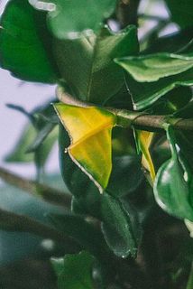 一部葉っぱが黄色いことも。優しく間引いてください。