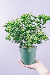 形には個体差がございます。