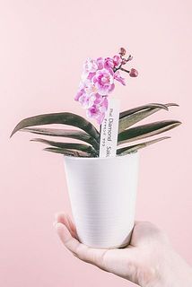 花のつき方、サイズには個体差がございます。