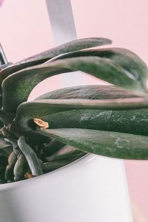 葉にカルキ跡がついていることも。気になる場合は濡れたふきんなどで優しく拭き取ってください。