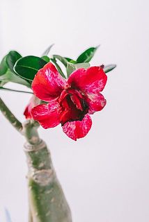 咲いているお花は傷がついていることがございます。