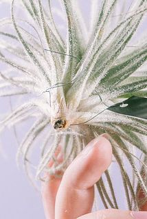 根元は茶色になっていることがございますが、特性になります