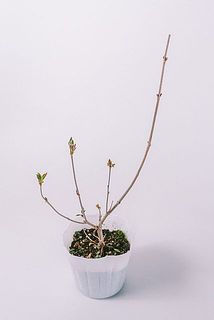 品種はおまかせになります。