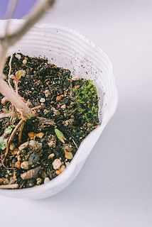 一部、蕾が落ちている場合がございます。