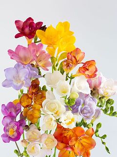 エアリーシリーズはカラーバリエーションが豊富です🌈