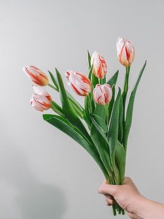 しましま模様が美しい✨