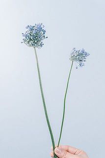 大きさには個体差がございます。