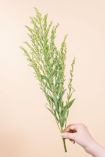 大きさには個体差がございます。