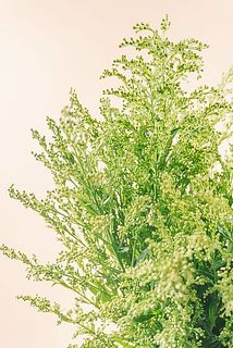 つぶつぶのつぼみがかわいい😍