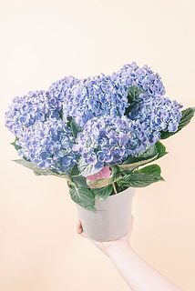 大きさには個体差がございます。