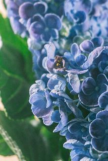 花殻が茶色く変色している場合がございます。