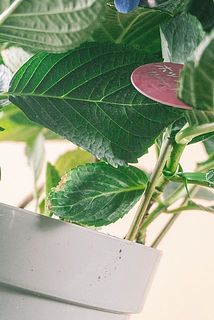 一部、葉が茶色く変色している場合がございます。