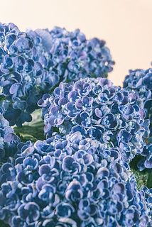 弾けるような花びら