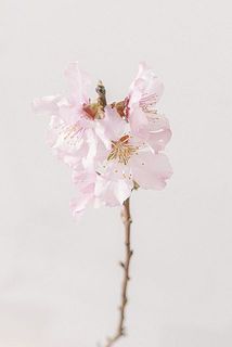 桜のような可愛い花がついていることも🌸