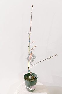 枝ぶりには個体差がございます。