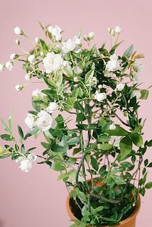 開花状況は時期や個体によって異なります。