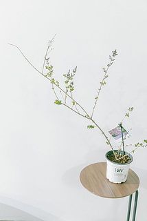 枝ぶりには個体差がございます