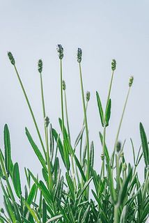 ほんのりむらさき色に💜