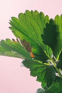 一部、葉が茶色く変色している場合がございます。