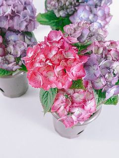 色味には個体差がございます