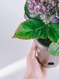 葉の縁が一部茶色くなっていることがございます