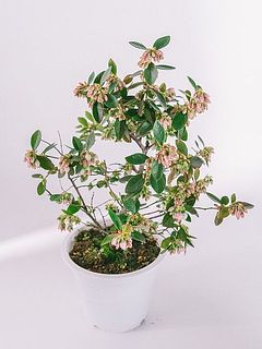 枝ぶりには個体差があります。