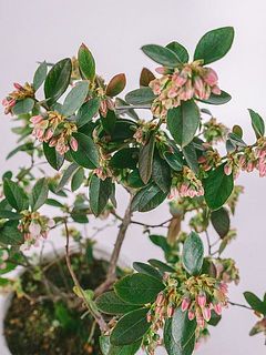 お花の色味には個体差があります