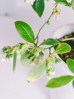 葉が変色いしている場合がございます