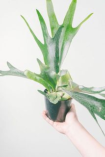 サイズには個体差がございます。