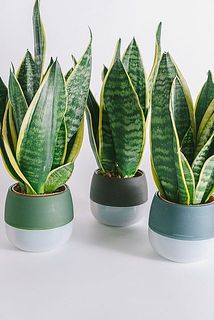 ポットの色はおまかせになります