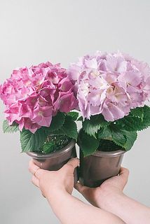 色味はおまかせで2鉢お送りします。