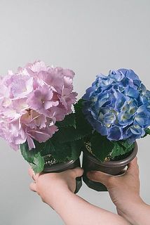 色味はおまかせで2鉢お送りします。