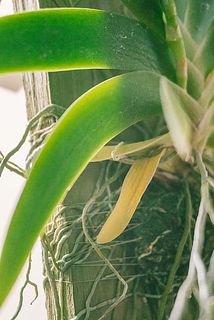 葉が一部茶色いことがございます。